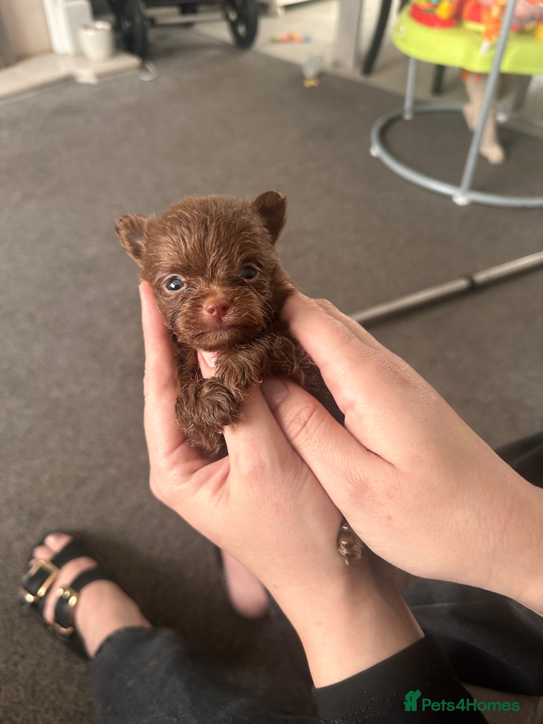 Pomchi dogs for sale: Pomchi puppie for sale - Image 5