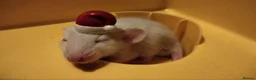 Rat rodents for sale: Beautiful baby rats for 5* homes only  - Advert 1