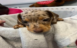 Miniature Dachshund dogs for sale: Stunning miniature dachshund puppies  - Image 12