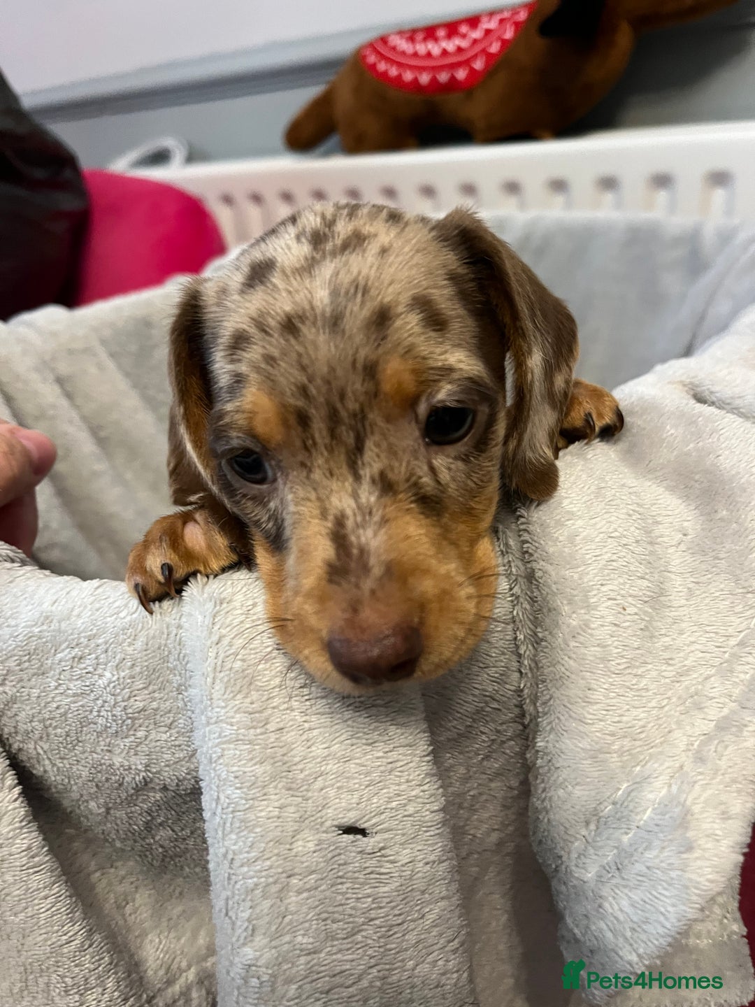 Miniature Dachshund dogs for sale: Stunning miniature dachshund puppies  - Image 12