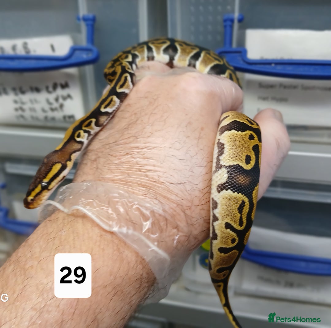 Python Snake reptiles for sale: Hatchling Royal Python's  - Image 18
