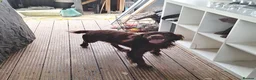 Cocker Spaniel dogs for sale: Cocker Spaniel puppies in Sutton-in-Ashfield - Advert 3