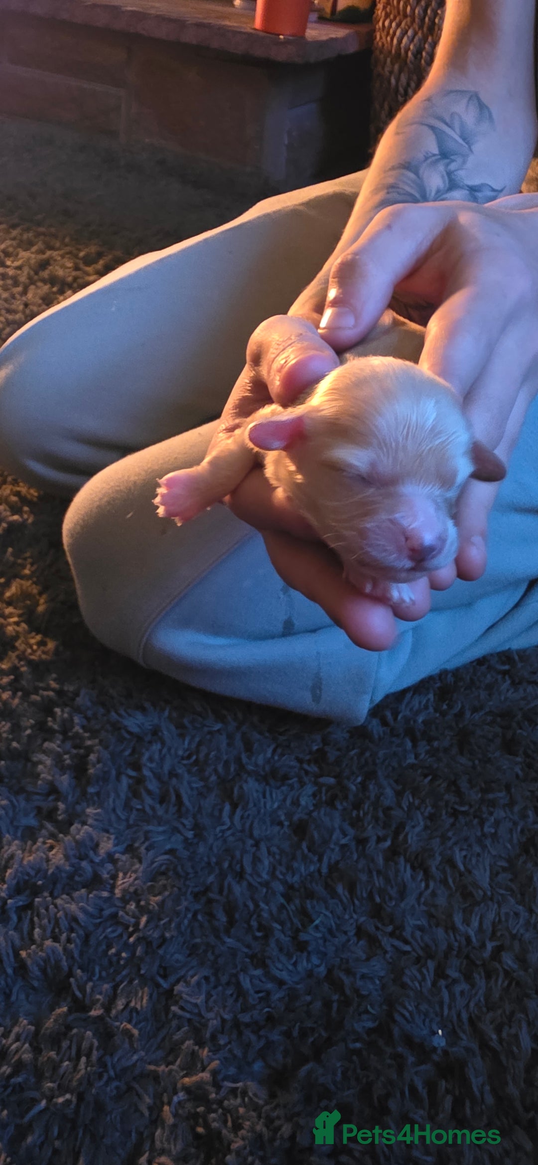 Cavapoo dogs for sale: Stunning miniature cavapoo - Advert 7