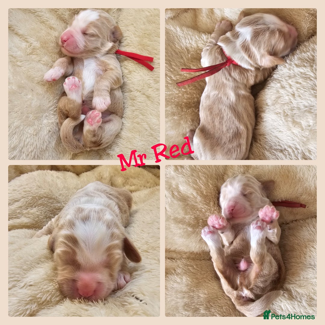 Australian Labradoodle dogs for sale: STUNNING FULLY HEALTH TESTED PUPPIES 🌟🐾 - Image 3