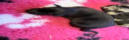 Labrador Retriever dogs for sale: Labrador puppies - Advert 5
