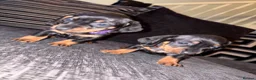 Dachshund dogs for sale: Dachshund puppies ready to go - Advert 20