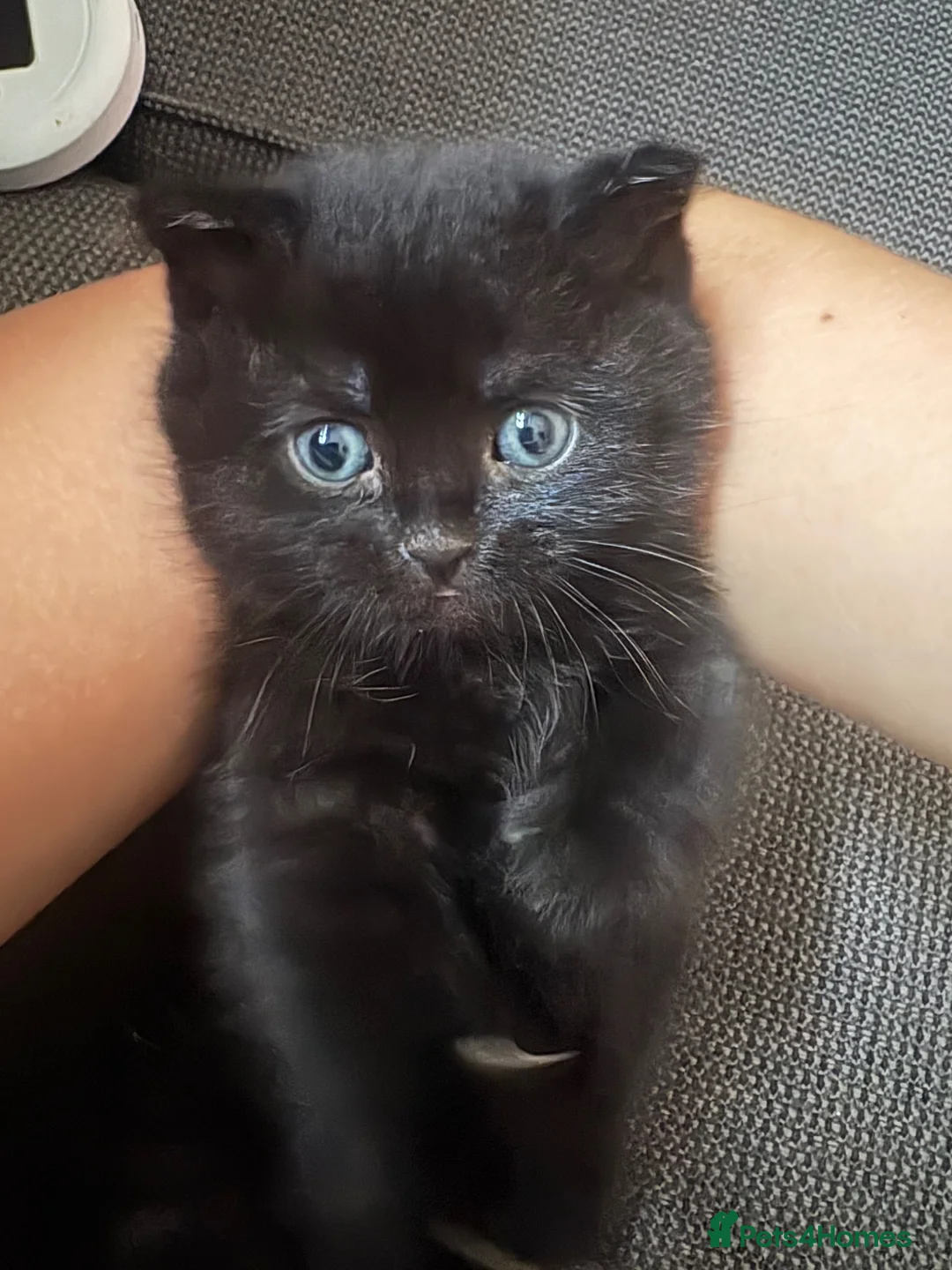 British Shorthair cats for sale: British short hair - Advert 5
