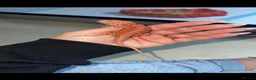 Bearded Dragon reptiles for sale: Bearded dragons-red monster/blue bar & Translucent - Advert 2