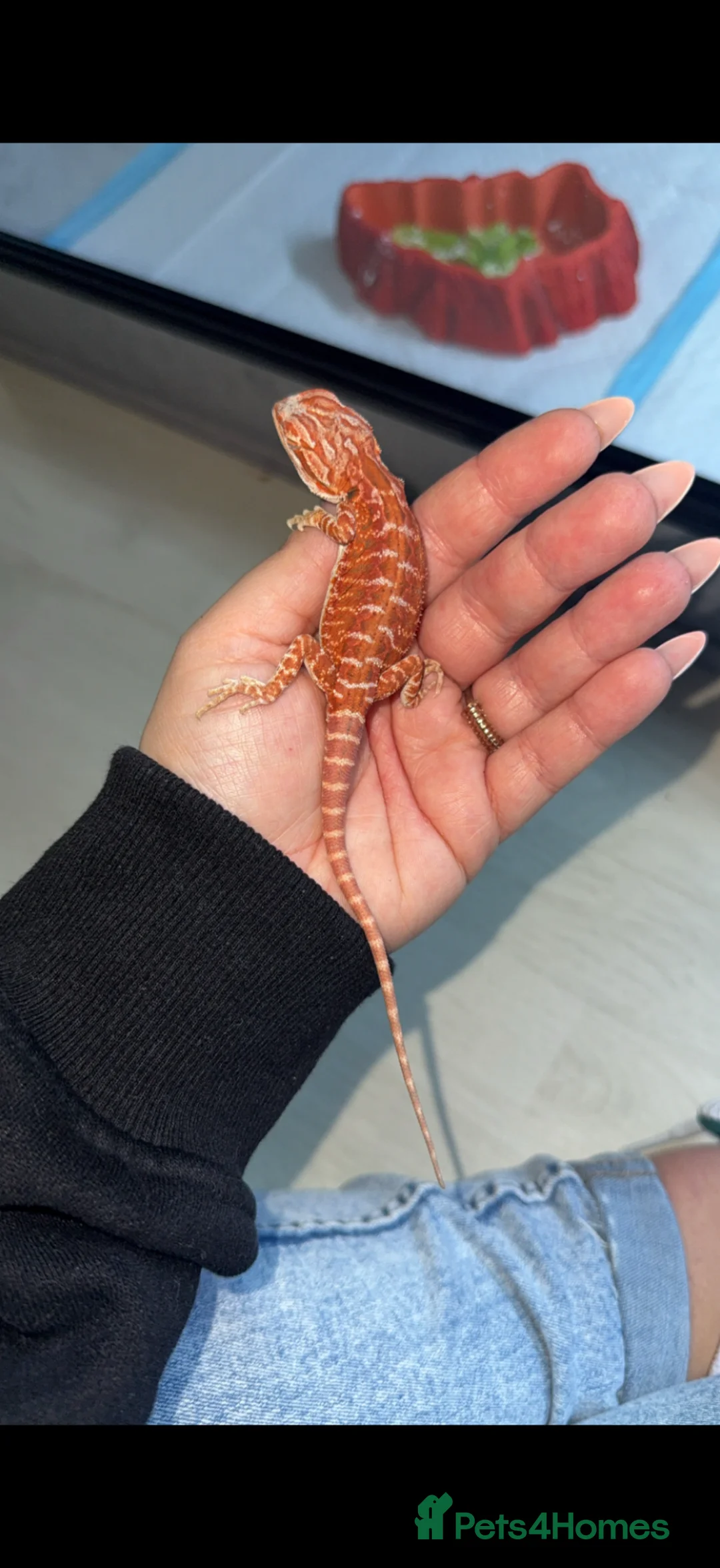 Bearded Dragon reptiles for sale: Bearded dragons-red monster/blue bar & Translucent - Advert 2