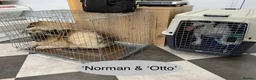Mixed Breed dogs for adoption: Staffie wannabe OTTO, AVAILABLE FOR ADOPTION - Advert 31