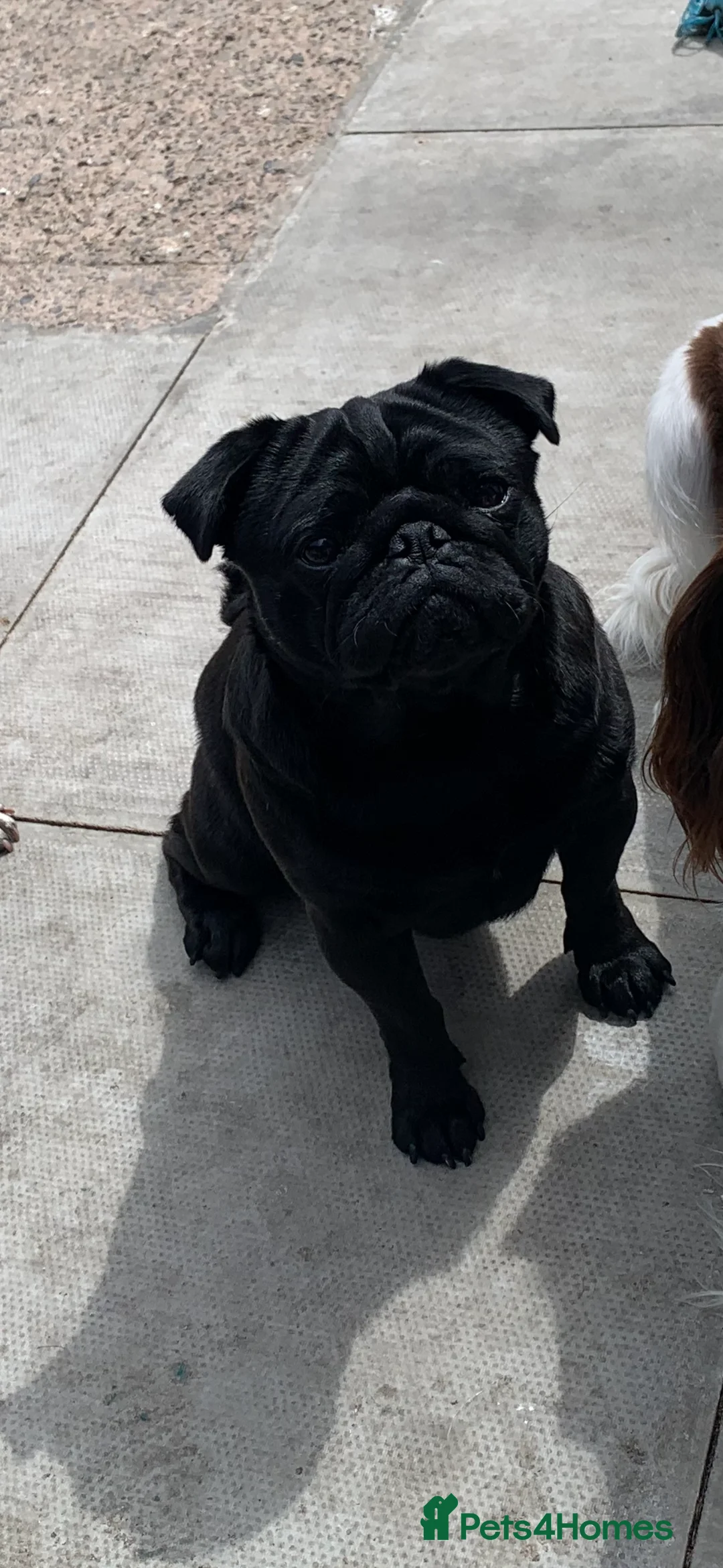 Pug dogs for stud: Pug for stud PDE clear (proven) in Saint Helens - Advert 5