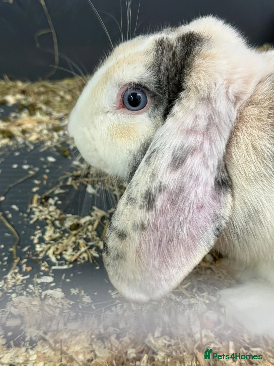 French Lop rabbits for sale: Rabbit- French Lop in Hemel Hempstead - Advert 4