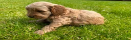 Cockapoo dogs for sale: Toy cockapoo puppies (golden) (tri) super cute - Advert 31