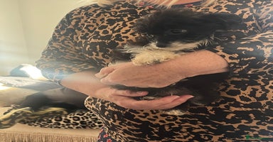 Mixed Breed dogs Fluffy babies  - Advert 4