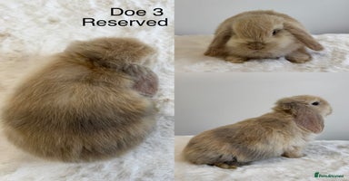 Mini Lop rabbits - Advert 11