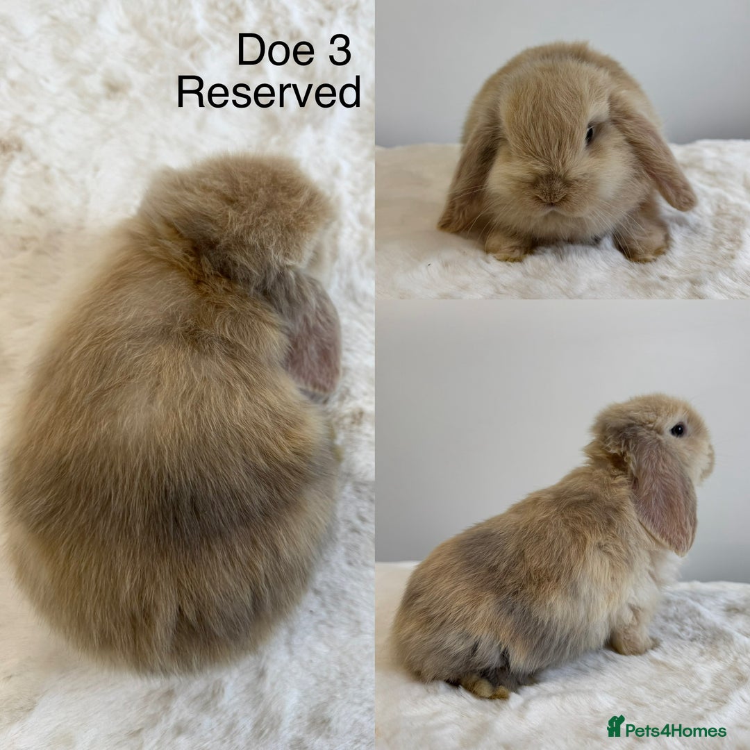 Mini Lop rabbits for sale: Purebred Harlequin Mini Lops - Advert 3