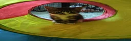 Mixed Breed cats for adoption: ❤️MARIO, LUIGI, PRINCESS PEACH & 💙DRIBBLE  - Advert 10
