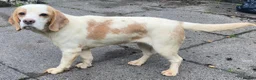 Beagle dogs for sale: 2 Kc Reg Beagles Girls For Sale - Advert 14