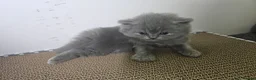 British Shorthair cats for sale:  *READY TO GO* beautiful British shorthair/ long - Advert 30