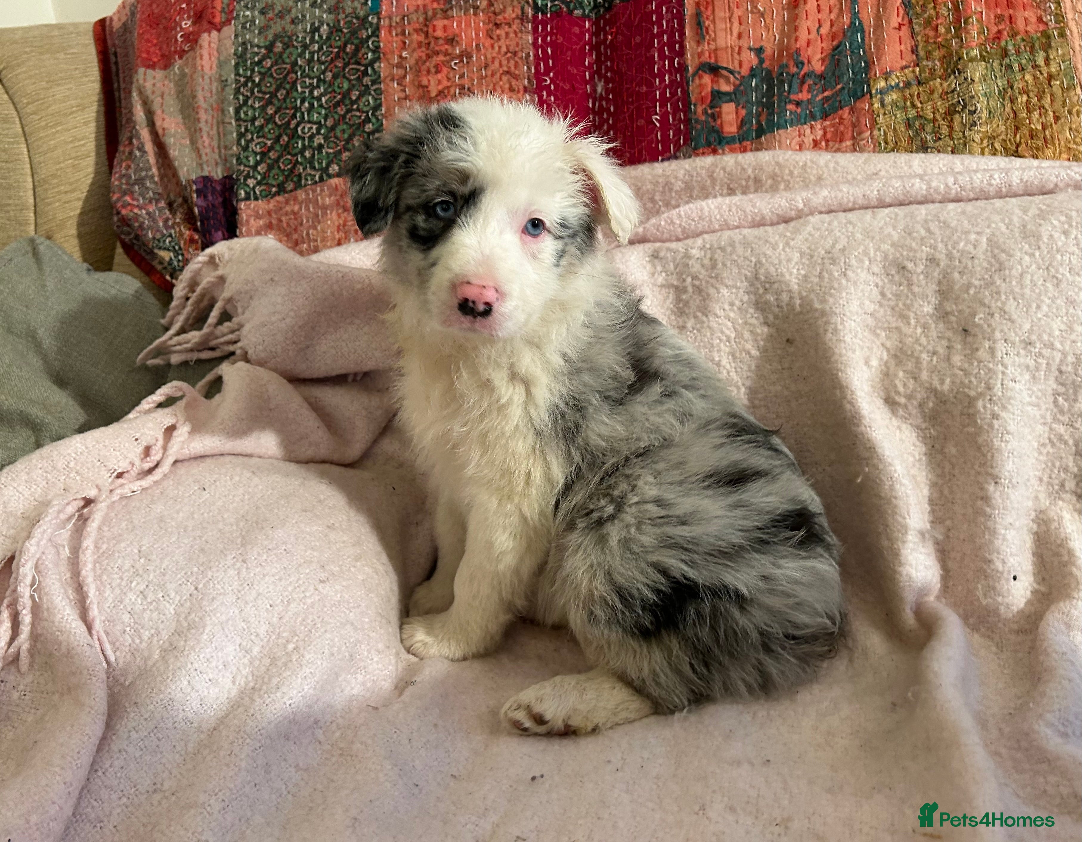 Border Collie dogs ONE BEAUTIFUL BLUE MERLE BORDER COLLIE PUP - Advert 3