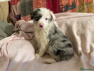 Border Collie dogs ONE BEAUTIFUL BLUE MERLE BORDER COLLIE PUP - Advert 13