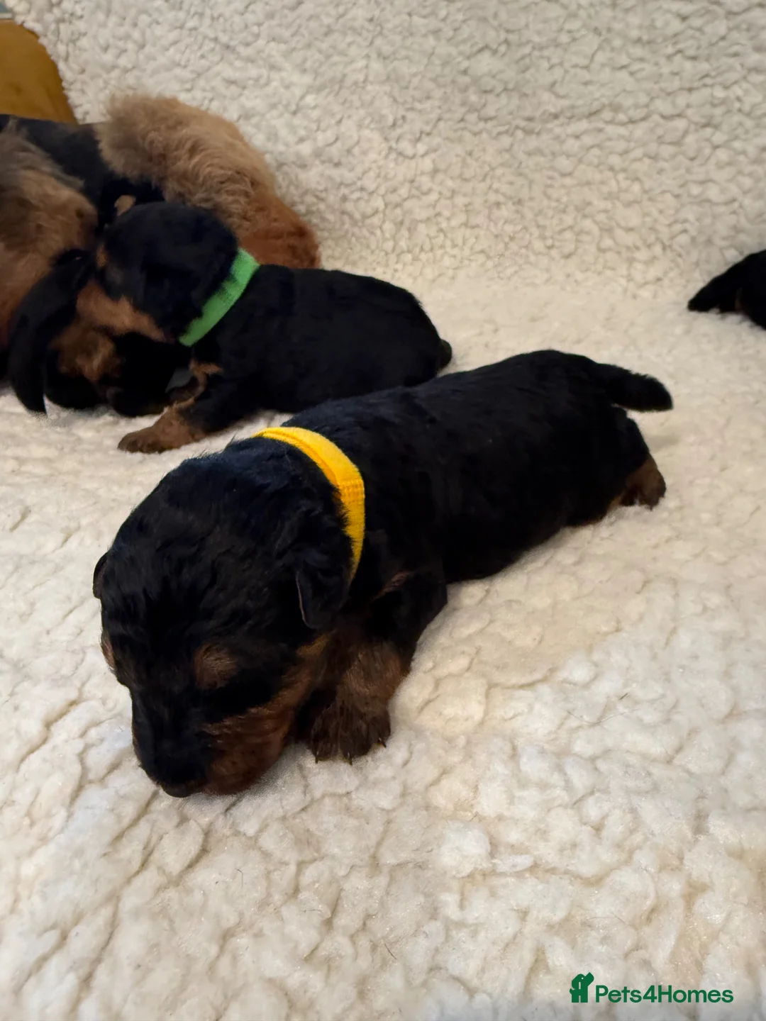 Welsh Terrier dogs for sale: Beautiful Welsh terrier puppies  - Advert 18