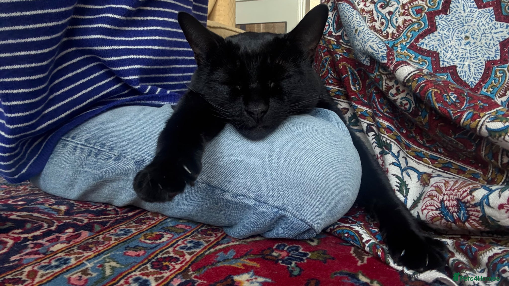 Domestic Shorthair cats for sale: FREE TO A LOVING HOME — Jackie, 8yo Female Cat 🖤 - Advert 3