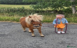 Shetland pony horses for sale: Beautiful 7h Mini shetland Gelding  - Image 2
