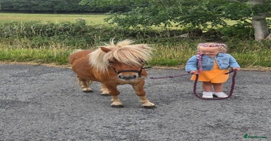 Shetland pony horses - Advert 15