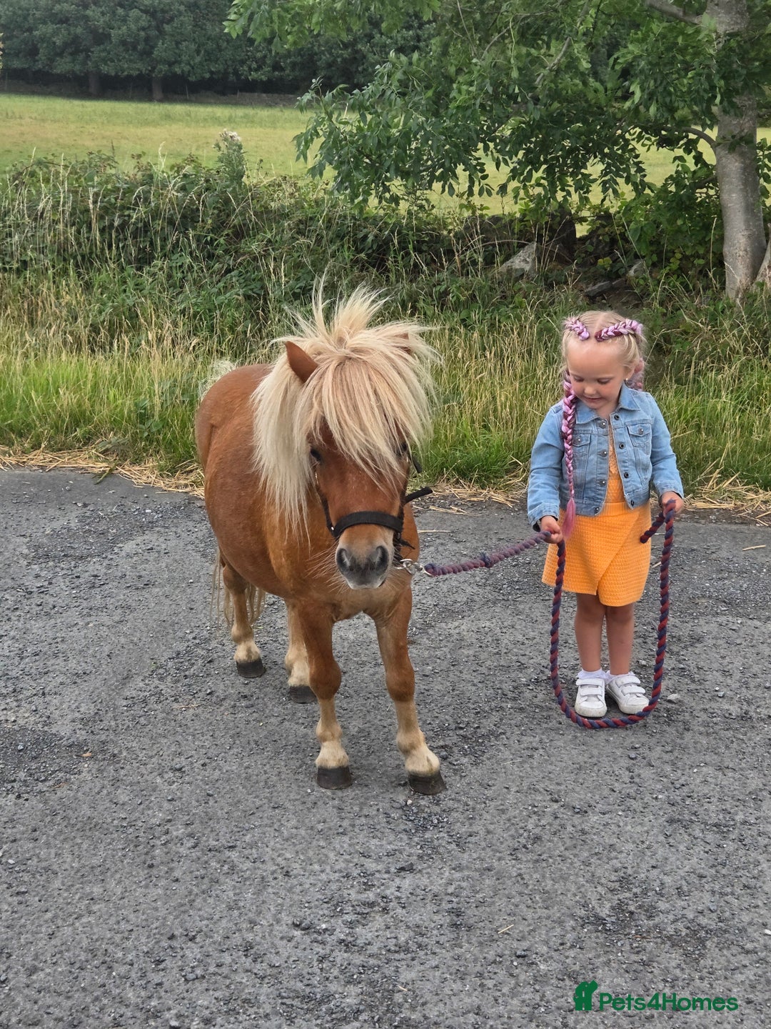 Shetland pony horses for sale: Beautiful 7h Mini shetland Gelding  - Image 2
