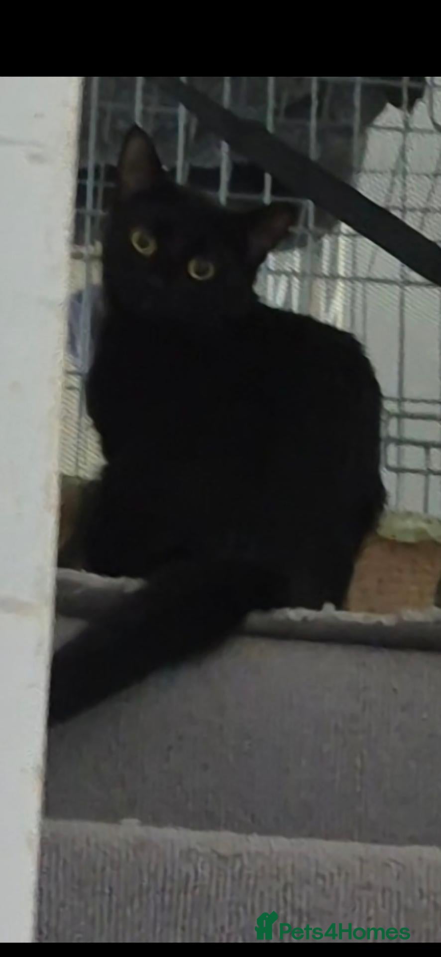 Mixed Breed cats for sale: Mix maincoon kittens black and tuxedo  - Advert 8