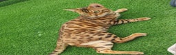 Bengal cats for sale: Georgeous bengal girl  - Advert 8