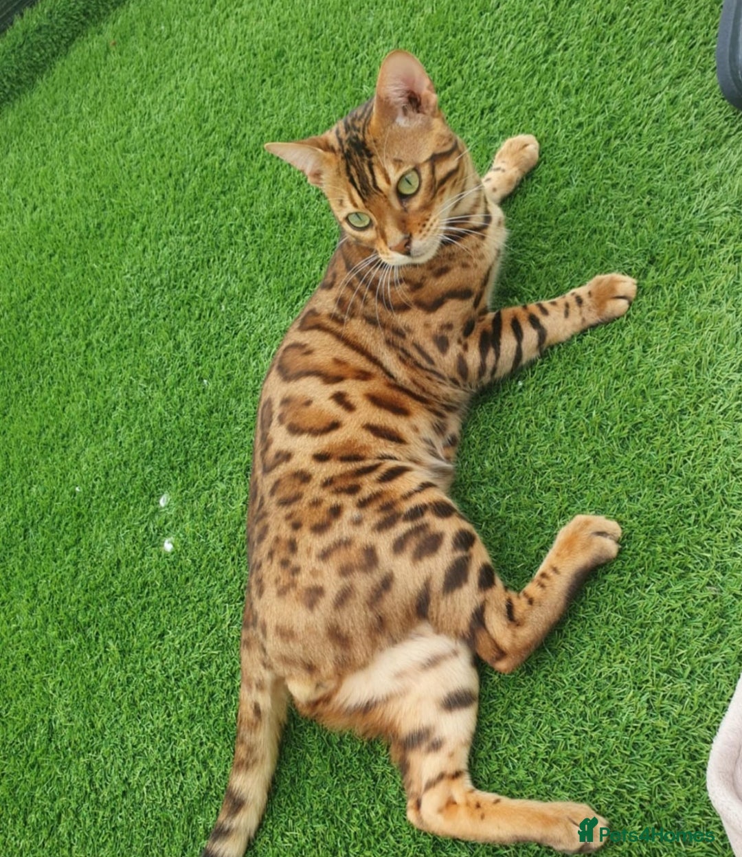 Bengal cats for sale: Georgeous bengal girl  - Advert 8