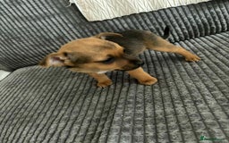 Jack Russell dogs for sale: !!READY TO GO!! Jack russle puppies - Image 4