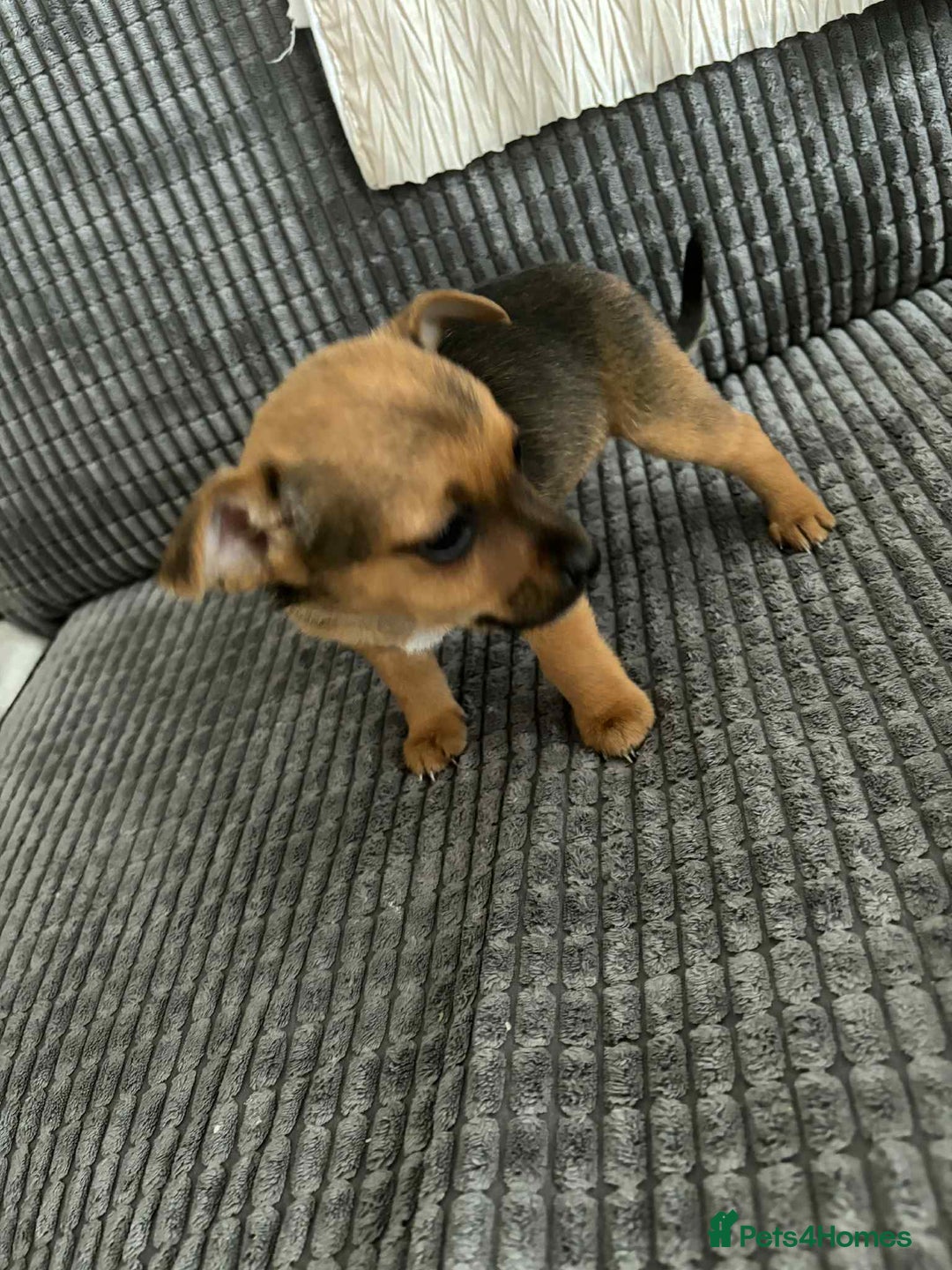 Jack Russell dogs for sale: !!READY TO GO!! Jack russle puppies - Image 4