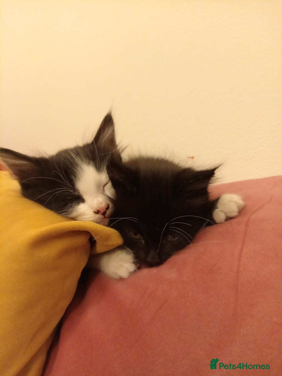 Mixed Breed cats for sale: 5 gorgeous fluffy tuxedo kittens - Image 10