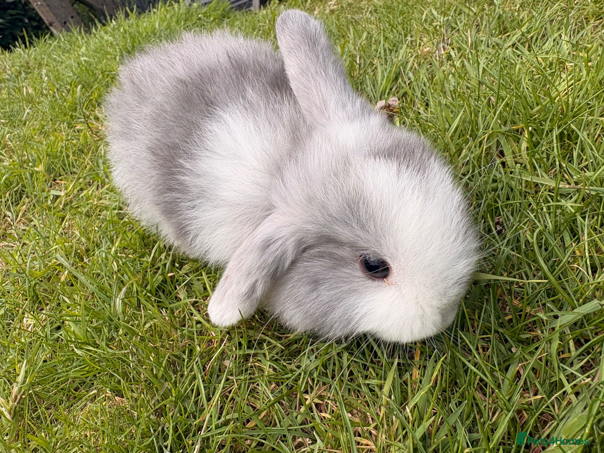 Mini Lop rabbits ⭐️ READY ⭐️ Beautiful mini lops - Advert 2