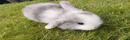 Mini Lop rabbits for sale: ⭐️ READY ⭐️ Beautiful mini lops - Advert 6