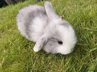 Mini Lop rabbits ⭐️ READY ⭐️ Beautiful mini lops - Advert 2