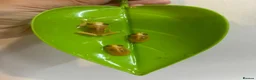Frog reptiles for sale: Albino, bubblegum red eye tree frogs  - Advert 4