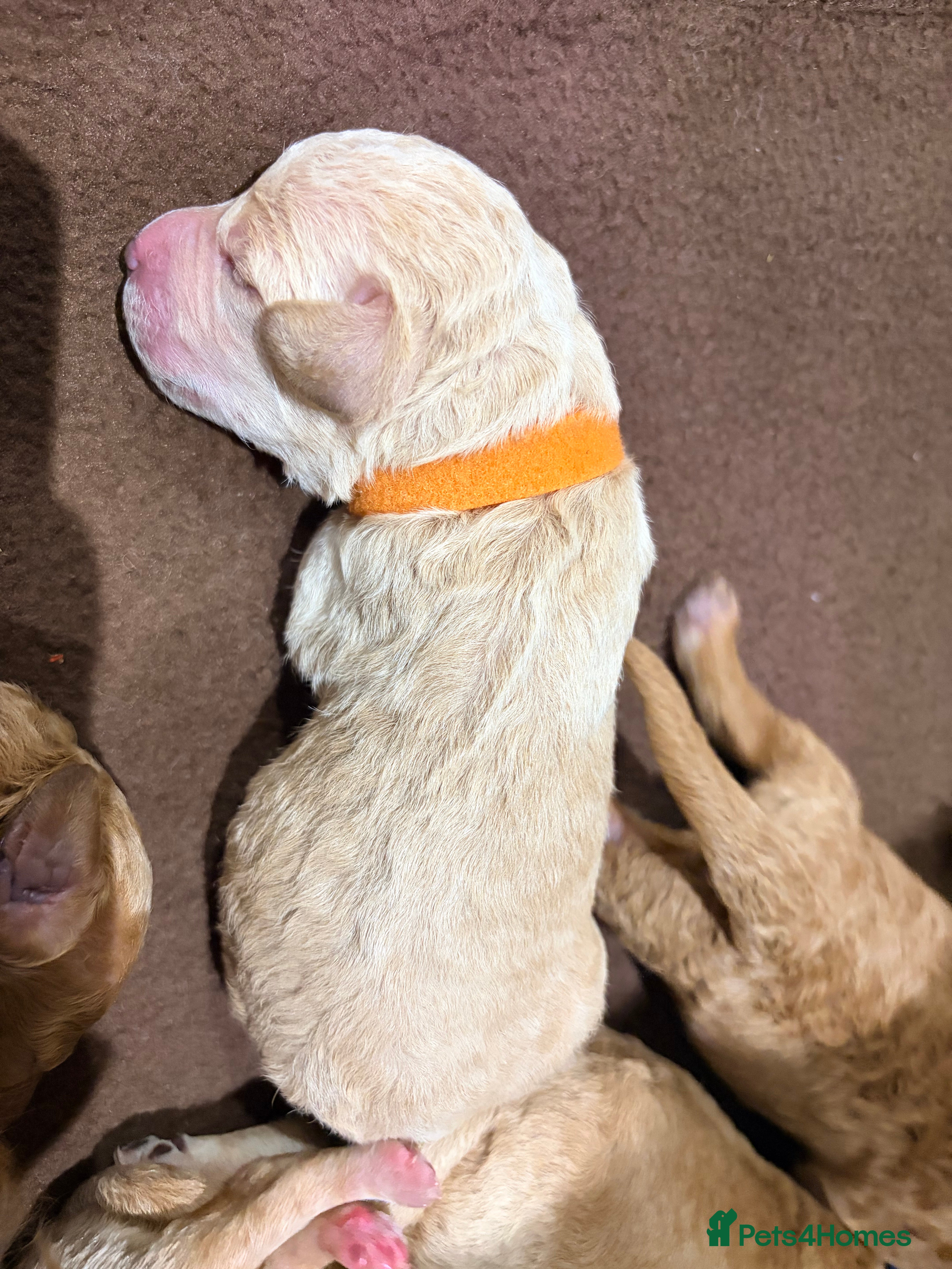 Labradoodle dogs Miniature Labradoodle Puppies for sale  - Advert 2