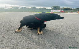 German Shepherd dogs for sale: 🐾 Trained German Shepherd “Cuba”Loving Family Dog - Image 14