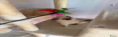 Selkirk Rex 4