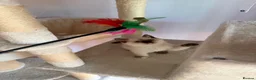 Selkirk Rex cats for sale: Selkirk rex kittens  - Advert 10