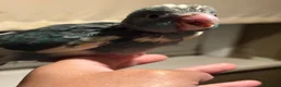 Parakeets birds for sale: Hand reared hand tame kakariki - Advert 6