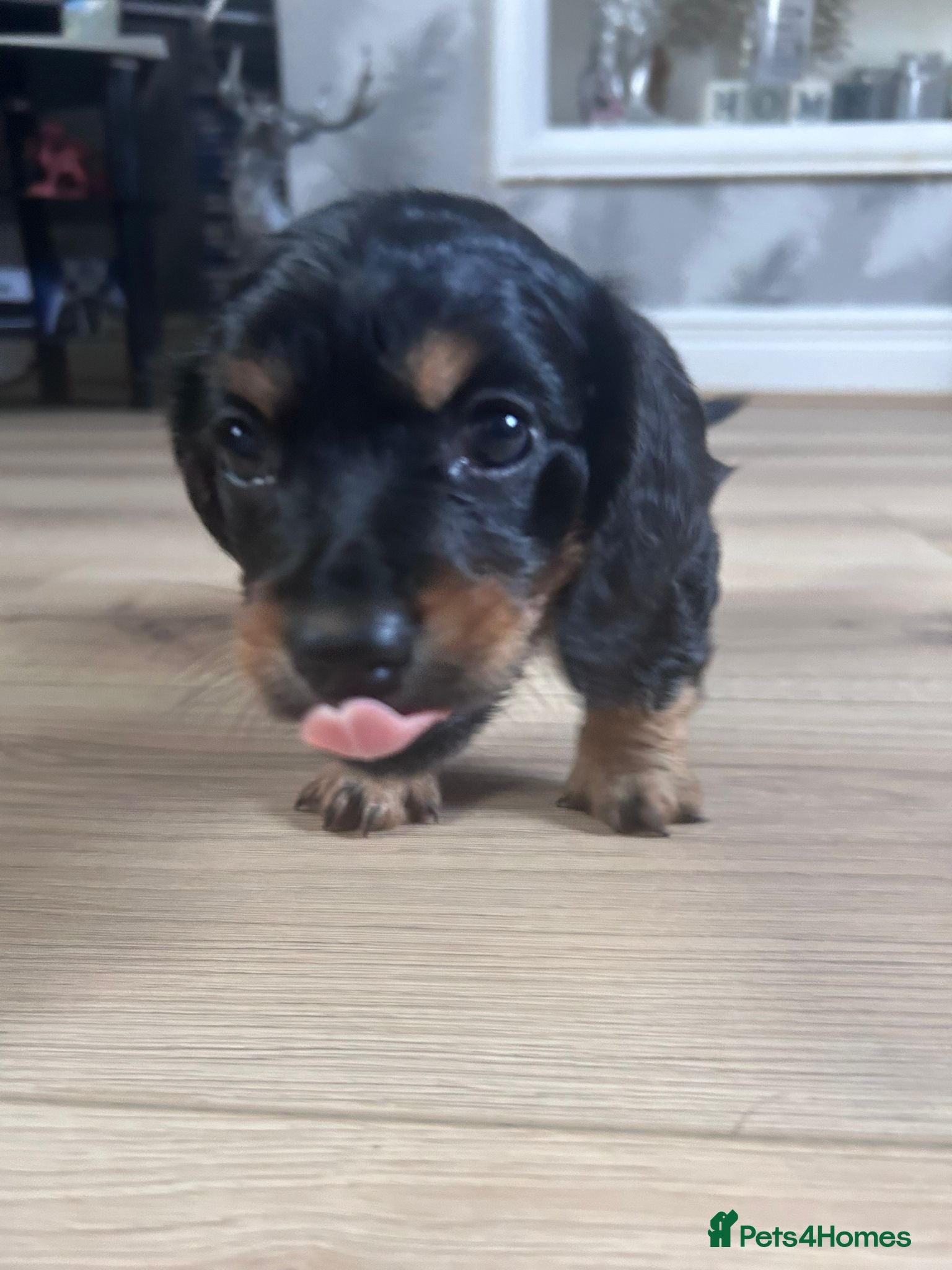 Miniature Dachshund dogs Miniature Dachshund - Advert 15