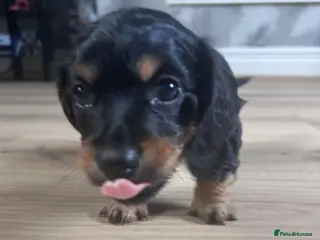 Miniature Dachshund dogs Miniature Dachshund - Advert 15