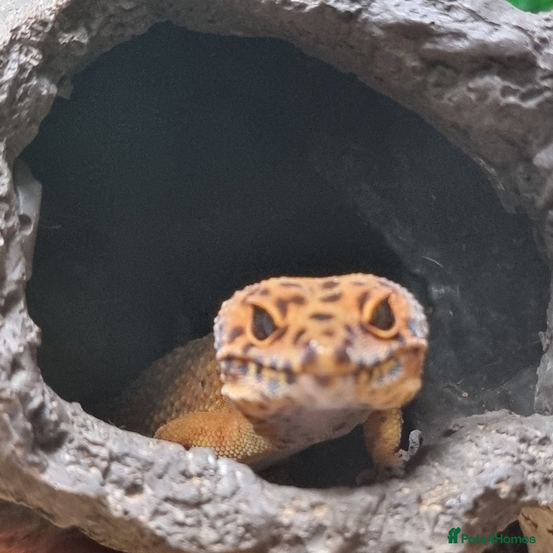 Leopard Gecko reptiles for sale: female purple head tangerine leopard gecko  - Image 3
