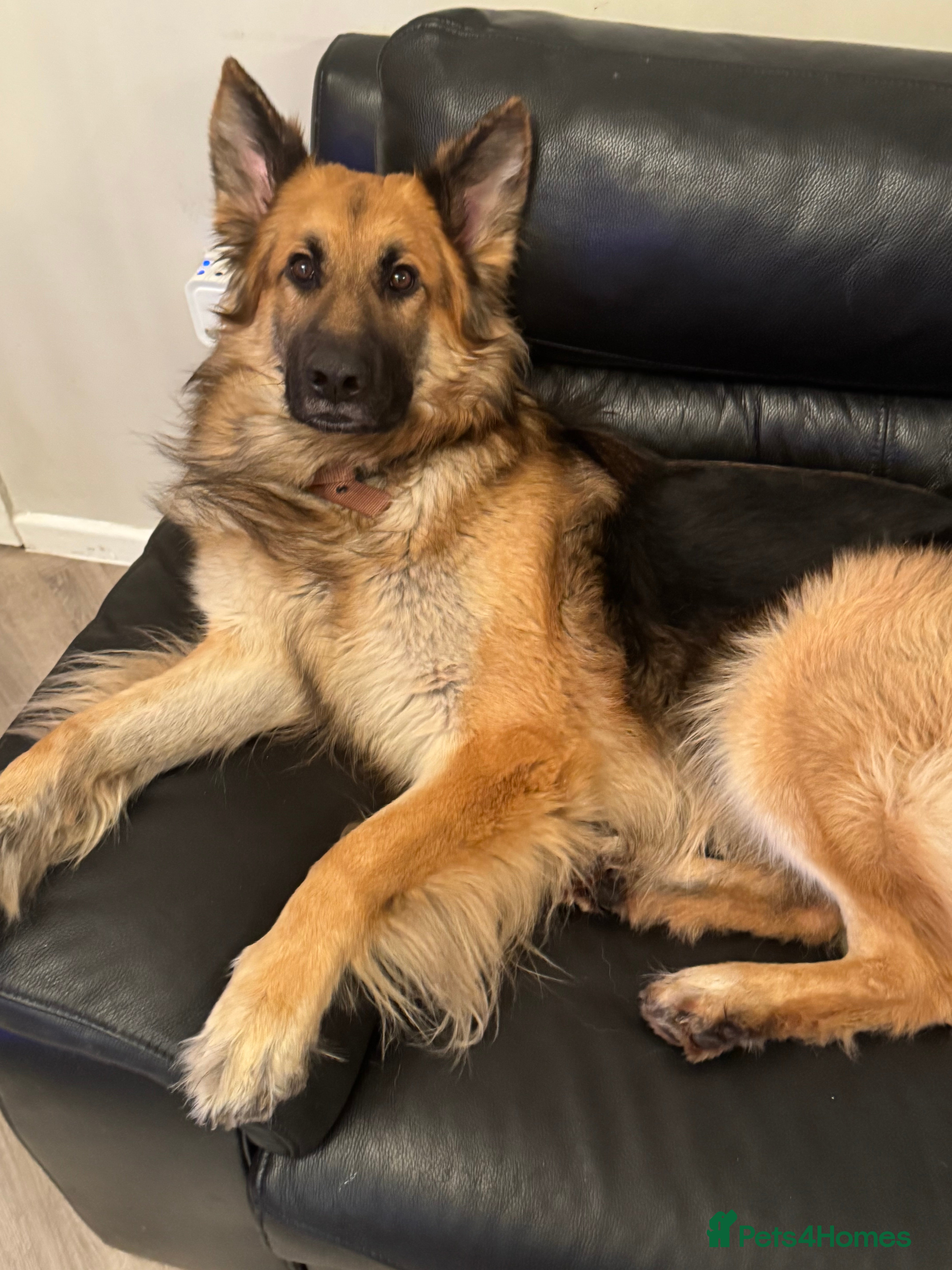 German Shepherd dogs Good home required - Advert 4