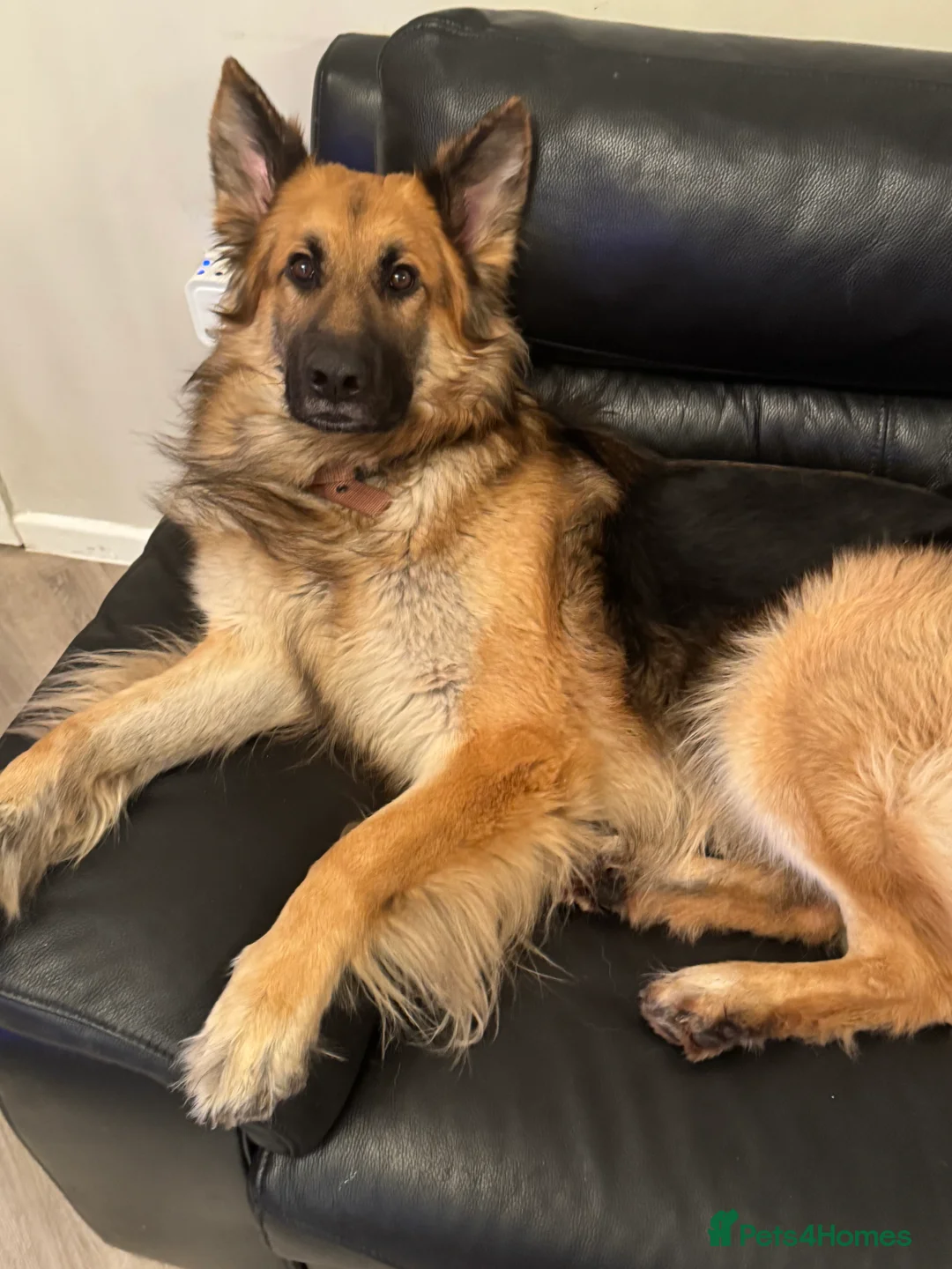 German Shepherd dogs for sale: Good home required - Advert 1